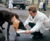 Soviet Scientist Vladimir Demikhov created over 20 two-headed dogs in the 50s in his quest to perfect organ transplantation. Although there were varying degrees of success, many dogs would have both heads that were fully living (seeing, breathing, etc.).from dogs in ass toon
