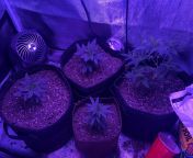 5 weeks in ?? OG Kush, Stoopid fruits, Girl scout cookies and Sugar cookie kush from tochi kush
