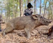smallest gun, biggest boar from boar raped