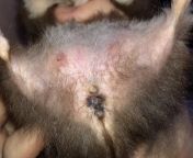Worried about my hamster, I suspect she may have cancer. Theres black around her anus almost like dark bruising and doesnt come up with wet paper towels or anything. Her nipples also seem swollen. It wasnt like this a few days ago from hindi sex kahani vidio cilp paper wala or pysi bhabhi