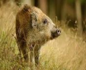 Cool boar from boar