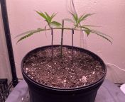 First attempt at main lining. Jacky girl that was grown to 5 nodes and cut down to the 3rd from main sex 3gp girl