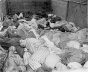 Corpses lie in one of the open wagons of the Dachau death train. The Dachau death train consisted of nearly forty wagons containing the bodies of between 2,000 and 3,000 prisoners who were evacuated from Buchenwald on April 7, 1945. The train arrived in D from voyeurs upskirt the train