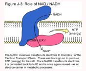 Role of NADH and nothing more. from 开房记录 查询找国探tguw567全国调查信息记录均可查 nadh
