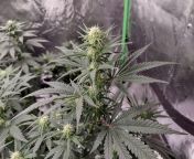AK-47. First time Grow. Second week of Flowering. 12 weeks. from xn sexen gils 12 yar booys
