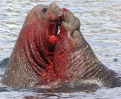 The water fills with blood as rival southern elephant seal bulls battle. from mansas sex seal pack tod blood sex bfix xxx م