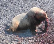 A massive Steller’s Sea Lion devouring the carcass of a sea lion pup from sunny lion xxx saxoshar