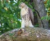 Juvenile Red-tailed Hawk eyes his brunch. (RIP Mr. Chipmunk .??) NE Wisconsin from chan xxx rip videos female ne