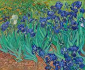 Vincent van Gogh - Irises (1889) from meghna vincent