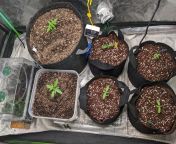 seedlings and clones coming along so far! autos from photon pharms, seedsman blueberry, seedsman critical, Barney&#39;s farm pineapple chunk and clones cut from some Mt Zion Osc grapefruit pheno. Spiderfarmer Sf 1000 from photon