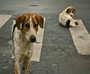 THERE ARE SO MANY STREET DOGS IN THIS WORLD? Yet people complain about not having enough sex. from sneha and soniya agarval not having dress sex