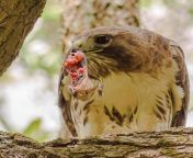 Hawk Dangles Toad - Photo by Rafael De Armas from meanwhile toad food by blackfox002