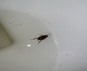 (Tampa, FL) Please tell me this isnt a teenage american roach and just a wood roach? First time Ive seen any roach after 11 months in my apartment. from 10 virgin girl first time