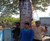 PEZ REMO ANUNCIA CATASTROFE EN CHIAPAS: VIDENTE GERTRUDIS from tÃƒÂ mil remo tamil