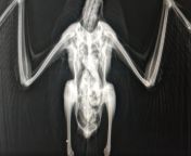 X-ray of an European Herring Gull that was shot at by hunters (even though 1) it&#39;s a protected species here and 2) our whole country is on lockdown). She&#39;s doing fine nonetheless and should be released saturday ! from usa gull