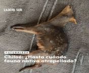 Fauna nativa atropellada, hasta cundo?. Cra de pud atropellada en Dalcahue ?? from novinha nativa