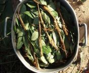 Widely recognized by anthropologists as the most powerful and widespread shamanic hallucinogen, ayahuasca has been used by native Indian and mestizo shamans in Peru, Colombia, and Ecuador for healing and divination for thousands of years. from indian and doha sexhona