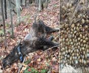 A moose killed by 90,000 bloodthirsty ticks in Vermont. Shorter winters have resulted in larger tick populations. As a result, moose deaths by tick infestations are growing at an alarming rate in Northern New England. from rutland vermont nudes