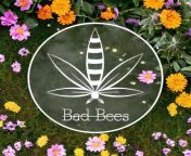 Bad Bees Goodies! 🐝🍃🍪 from google百度搜索留痕推广平台有哪些⏩排名代做游览⭐seo8 vip⏪山西google优化网络营销⏩排名代做游览⭐seo8 vip⏪馬裏谷歌搜索留痕收錄⏩排名代做游览⭐seo8 vip⏪bees