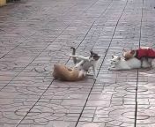 Kucing Oyen vs Tompok. Meanwhile... from kucing menyusui anak musang