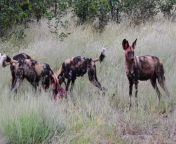 Two dispersal males of Lukodet pack and two unidentified females have formed a new pack in Sinamatela - Image of pack feeding - see comment for further details from mspuiyi completed of pack