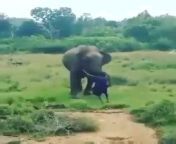 Man v Elephant from persia monir sexafrika xxx video comol sexy xxx v nangi