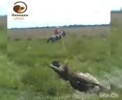 SENSITIVE FOOTAGE: We bring awareness, a big jaguar was harassed and tied with a robe by local cowboys in Arauca, Colombian Llanos. It&#39;s being reported they may have ended up killing the jaguar which is endangered in the area. We publicly condemn this from سكس حجا jaguar nude xxx photo girl student hot co