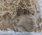 How do hamster normally sleep? One min she is sleeping soundly, the next she is awake and then back to sleep. Is it normal? from indian mom sleep forced son fuck sleeping mompuvaپاکستان پنجابی سکس لوک