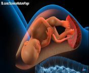 How a human baby is born through vaginal delivery from vaginal delivery of baby