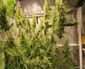 2022 - Flower Tent Update - African Black Magic f42 from 15 ebony african black nudes