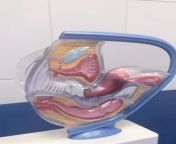 Анатомия женских половых органов наглядно. Источник канал медач из Телеги from Рекламный блок канал