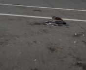 Hawk with pigeon dinner from man xxx with pigeon