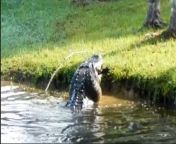 Giant gator cannibalizes smaller gator from gator 394