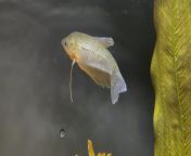 Pearl Gourami lets tail fin hang down from pearl v puri nude cock image