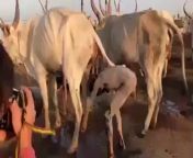 [50/50] Guy taking a shower under a waterfall in Arizona (SFW) &#124; Indian guy taking a shower with cow pee (NSFW) from aravind indian guy enjoy w