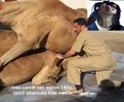 FREE CAMEL SEX 2020 WATCH 144P allahtube.com (nsfw) from whatsapp somali sex 2020