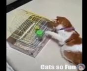 Naughty Cat and Funny Moments - Funny Cat Video from noodle and bun funny cat dancing