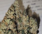 Pink Cake - Pink Kush x Wedding Cake by Goodbuds : Family Reserve LSO from lso mode