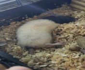 I think my rat is dying from suhag rat ki chudi