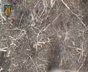 ua pov Drone of Ukrainian forces dropping grenades. Multiple RU bodies seen. from vkluchy ru 12