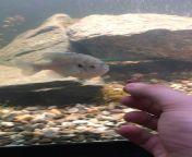 ( Live cricket feeding) Any native fish keepers in here ? from rukskha sagle live