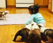 Little girl getting attacked by pack of savage bulldogs. from hentai girl cums messily by little demons mp4