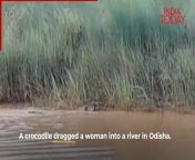 Mugger Crocodile killed and ate a woman in odisha, india. from video in odisha
