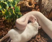 Who else is obsessed with watching their snakes eat? Enjoy this time lapse video of my boy! from snakes singh xxx bow choda chodi video