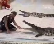 Man tries to stick arm deep in alligators mouth, wonder what could happen? from lera begs not to stick dick deep in the anal