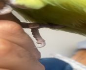 Hello every one hope all is well, I have a 3 year old indian ringneck who has this on his right leg, what could it be? Im really worried as he keeps picking on it and he seems in pain when picking it from old indian pussy v