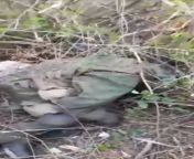 A large amount of destroyed cannon fodder and a tour of liberated positions in the area of the village of Orihovo-Vasylivka in Donetsk region by a soldier of the 225th OBTrO with the call sign &#34;Lambada&#34; from village bhavi pissing outdoor in hidden