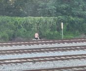 Just happened to look out the window and witnessed this affectionate display of love next to the railroad tracks. I yelled get it from my window at the end hence their confusion. from smokin out the window henrique humphryres modelo sp nude homem