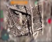 (UA) 2nd Assault Battalion and 4th Assault Battalion of the 92nd Assault Brigade - Hitting Russian soldiers with FPV Drone/Dropped Grenades in the Bakhmut direction. (Published on April, 12 2024) from assault