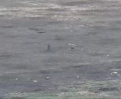 Two Russian soldiers in a field near Avdiivka are hit by a Ukrainian FPV drone from ukrainian nymphets 01